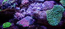 Underwater Coral Reef Landscape Background In The Deep Lilac Ocean