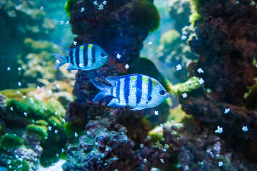 Abudefduf sexfasciatus. Fish swimming in the ocean, against a background of corals