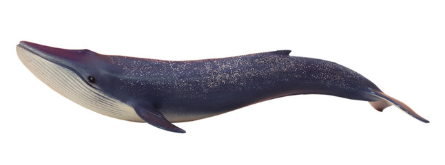 blue whale. white isolate.