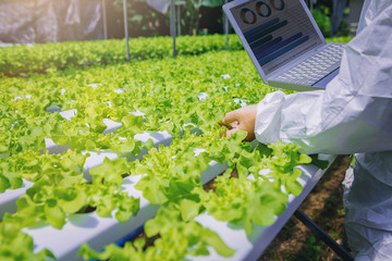 Biologist, Owner hydroponics vegetable farm in the greenhouse checking quality of the organic vegetables.