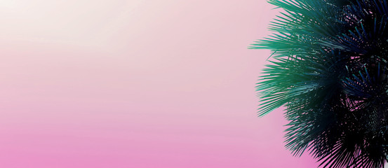 Fototapete - Website heading and banner with copy space in light pink color and palm tree. Concept of Los Angeles and cheap travel agency, summer vacations blog header.