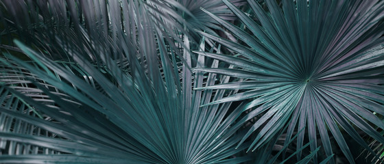 Fototapete - Banner of tropical leaves in dark soft colors. Concept of summer and travel agency, jungle theme and blog heading.