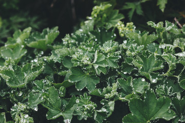 Wall Mural - selective focus of green leaves with water drops