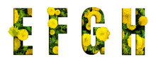Alphabet E, F, G, H Made From Marigold Flower Font Isolated On White Background. Beautiful Character Concept.