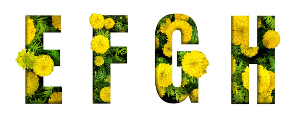 Alphabet E, F, G, H made from marigold flower font isolated on white background. Beautiful character concept.