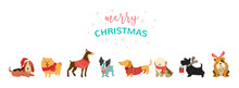 Collection Of Christmas Dogs, Merry Christmas Illustrations Of Cute Pets With Accessories Like A Knited Hats, Sweaters, Scarfs