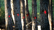 Trees marked for cut with red dots