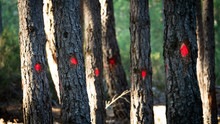 Trees Marked For Cut With Red Dots