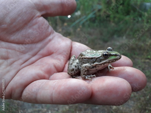 Zdjęcie XXL mała zielona żaba, żaba na rękę