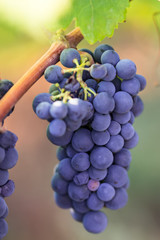 purple grapes on vine primitivo of manduria, Apulia, Italy