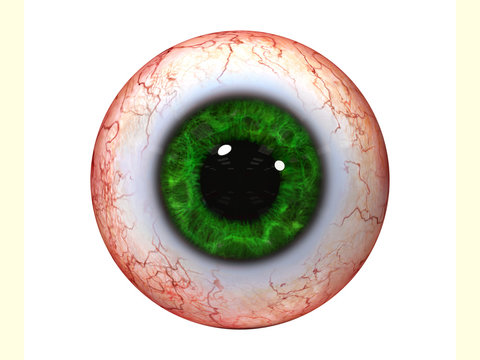 realistic human eyeball with green iris isolated on white background (3d rendering)
