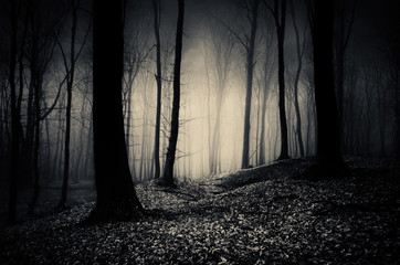 Naklejka noc pejzaż drzewa las tajemnica