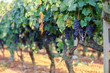 vine grapes on a branch, primitivo of Manduria, vintage in Apulia