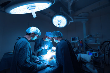 Wall Mural - group of veterinarian surgery in operation room take with art lighting and blue filter