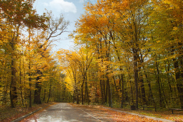  Beautiful autumn trees and bushes in the park. A bright park place, park pathway. Autumn landscape.