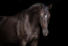 Black Horse Portrait On Black Background