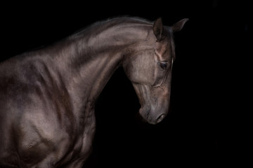 Black horse portrait on black background