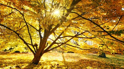 Wall Mural - Sonne scheint durch einen Baum, goldene Szenerie im Herbst