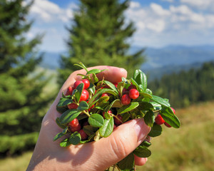 Sticker - Female hand with cowberries twigs with berries and leaves on mountains background