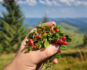 Sticker - Female hand with cowberries twigs with berries and leaves on mountains background