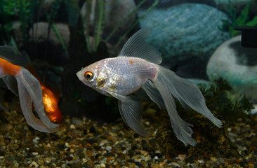 Wall Mural - Golden fish (carassius auratus)  swim in a tropical aquarium