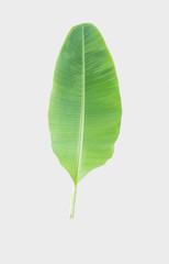 Wall Mural - banana leaf.Isolated on white background with clipping path.