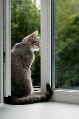 grey cat sitting by the open window in the summer