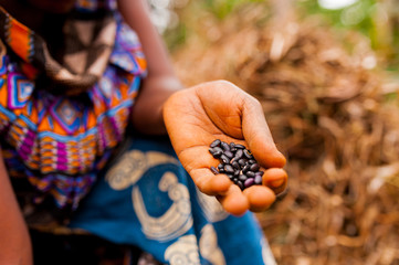 close up of woman in traditional african clothes holding black beans while working in farm in the co
