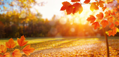 autumn leaves on the sun and blurred trees