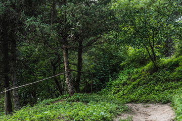 Wall Mural - scenic shot of rural pathway in beautiful green forest on hill