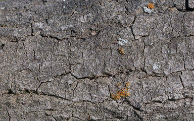 Wall Mural - gray cracked background or texture. tree bark structure.  wood closeup pattern background.