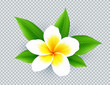 Realistic vector white frangipani flower isolated on transparent grid background