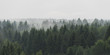 Panoramic landscape view of spruce forest in the fog in the rainy weather