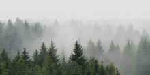 Panoramic Landscape View Of Spruce Forest In The Fog In The Rainy Weather