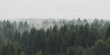 Panoramic Landscape View Of Spruce Forest In The Fog In The Rainy Weather