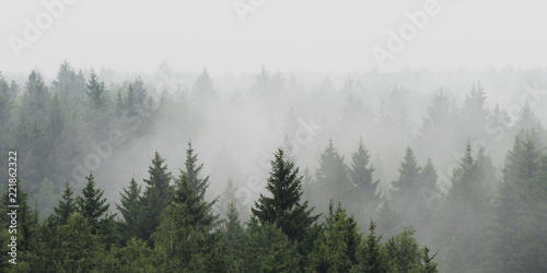 Cuadros en Lienzo Panoramic landscape view of spruce forest in the fog in the rainy weather