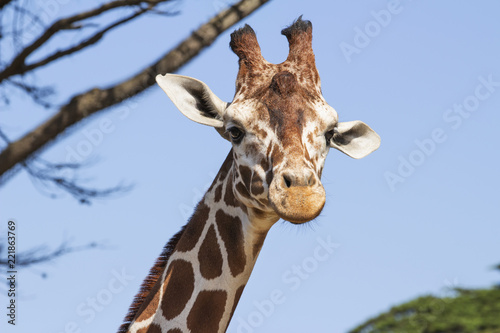 Zdjęcie XXL Portret siatkowanej żyrafy