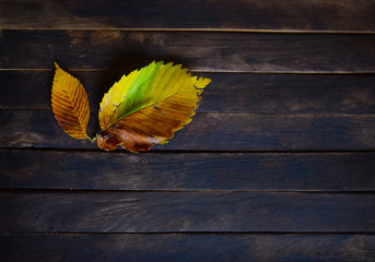 yellow autumn leaf on brown background
