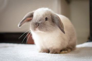 Mini Lop Rabbit