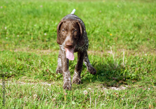 German Shorthaired Pointer Kurtshaar One Brown Spotted Puppy