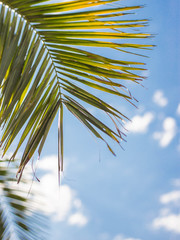 Wall Mural - Closeup on green palm leaves border isolated on sky background, fresh exotic tree foliage, paradise beach, summer vacation and holiday concept