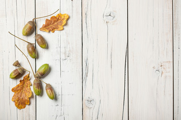 Poster - Autumn background with oak leaves and acorns