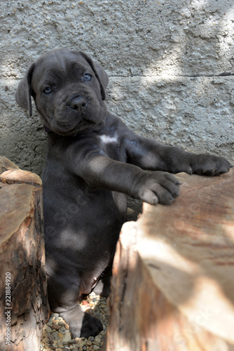 Portrait Of Sweet Silver Grey Italian Mastiff Puppy With Beautiful