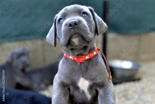 79+ Italian Mastiff Grey