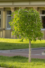 Weeping Mulberry, Is Used As An Element Of Landscape Design