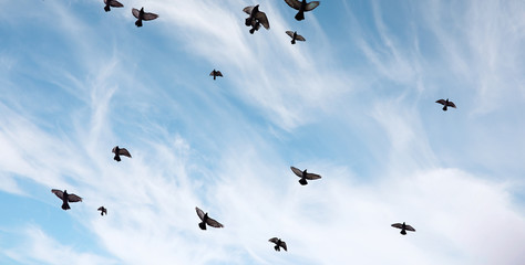 Canvas Afdrukken
 - A flock of pigeons flies across the sky. Birds fly against the s