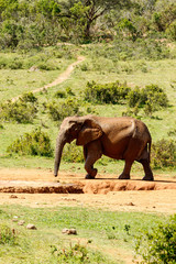 Wall Mural - Elephant walking to the dam to drink some water