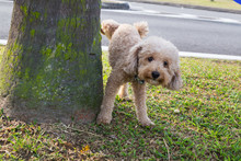 Male Poodle Urinating Pee On Tree Trunk To Mark Territory