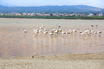 Flamingos in Cyprus