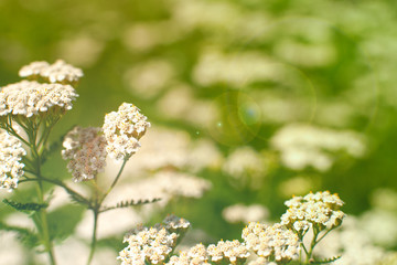 Wall Mural - Flowers on a background of a blurred background of nature. Macro. Option of tinting with highlights. Yarrow in the meadow. Flowers in spring and summer.